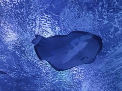 -上海海昌海洋公园