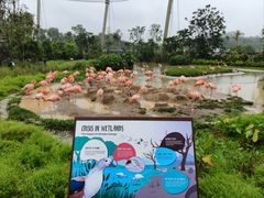 -新加坡飞禽公园