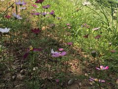 -桤木河湿地公园