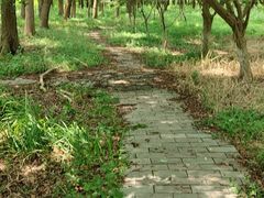 -东平国家森林公园