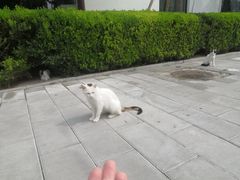 -菩提树下茶咖鼓捣