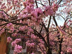 -桃花堤公园