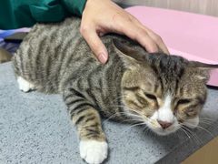 -爱妮康宠物医院·干细胞免疫细胞·肿瘤·心脏(张江店)