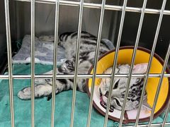 -瑞派动物医院·猫专科·至诚(江南中分院)