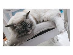 -喵的天空名猫咖啡馆·撸猫·猫舍·用品