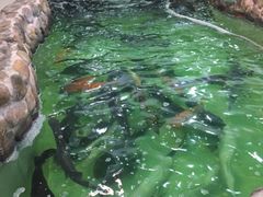 -小北江河鲜(新城店)