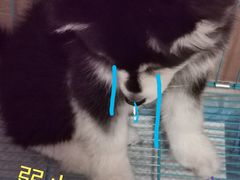 -翊宠yipet猫狗购宠庄园犬舍•猫舍