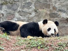 -都江堰中华大熊猫苑