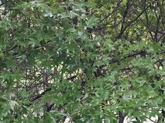 -杭州半山国家森林公园