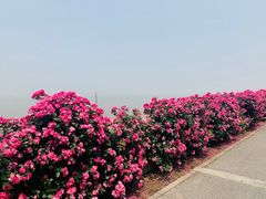 -上海滨江森林公园