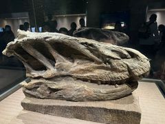 -自贡恐龙博物馆