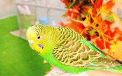 -萌宠亲子动物乐园(槐房万达店)