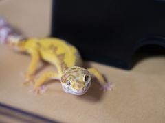 -酷以爬仙阁实体爬宠店·守宫·蜥蜴·专业繁育