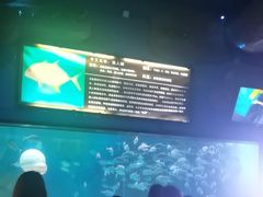 -烟台海昌鲸鲨海洋公园