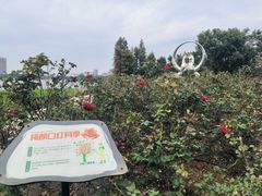 -顺峰山公园