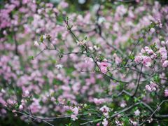 -西湖外事游船(花港观鱼码头)