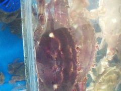 -宾朋海鲜特色美食餐厅·纯手工鲅鱼水饺(兴海路店)