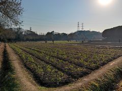 -八卦田遗址公园