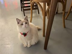 -猫友咖啡店(玉林西路店)