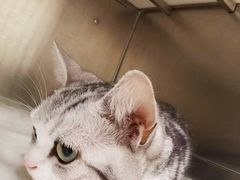 -艾吉宠物医院·疑难杂症转诊中心·猫友好(碧江路院)