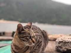 -大澳