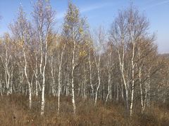 -塞罕坝国家级自然保护区