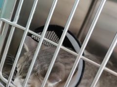 -宠福鑫康馨动物医院·骨科·眼科