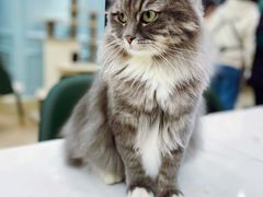 -安格丽娜·狗咖·猫咖羊驼咖(春熙路百盛商场店)
