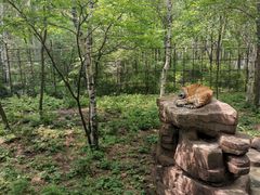 -哈尔滨北方森林动物园