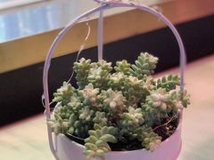 -木棉花开(中心城店)