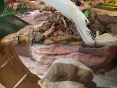 -正佳雨林生态植物园
