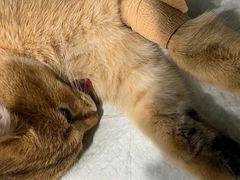 -艾吉宠物医院·疑难杂症转诊中心·猫友好(碧江路院)