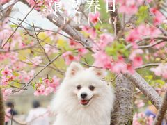 -天适樱花悠乐园