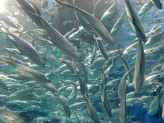 -上海海洋水族馆