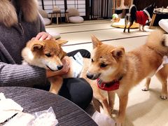 -逗柴咖啡屋·狗咖猫咖宠物桌游