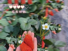 -Apple零售店(济南恒隆广场店)
