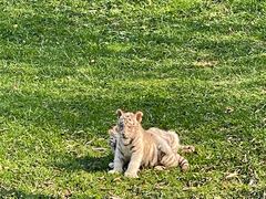 -北京野生动物园