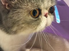 -momokira米努特·德文卷毛猫·棉花面纱犬