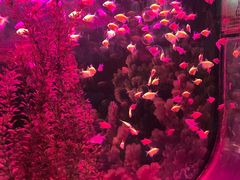 -沙沙哗啦海洋馆(华宇百花谷店)