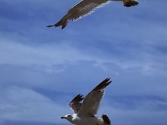 -海驴岛(荣成市)