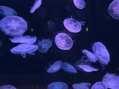 -欢乐海岸海洋奇梦馆