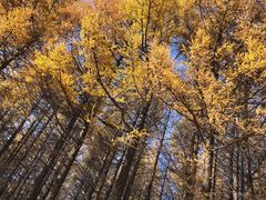 -塞罕坝国家级自然保护区