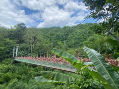 -西双版纳原始森林公园