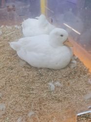 -神奇动物撸宠馆·羊驼·小浣熊·异宠(豫园店)