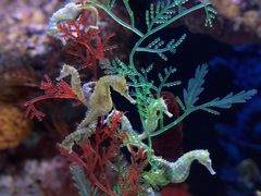 -上海海洋水族馆