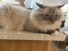 -滚猫咖啡·猫咖·猫友好撸猫(未来城店)