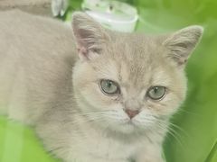 -唐小姐の猫狗洗护·购宠旗舰店(周浦万达店)