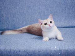 -Bastet sally猫舍购宠(静安店)