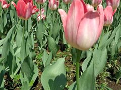 -长春公园(普阳街道)