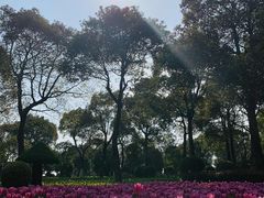 -上海鲜花港